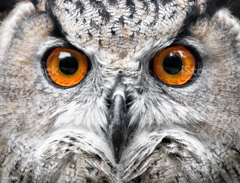 Растрепанная Сова