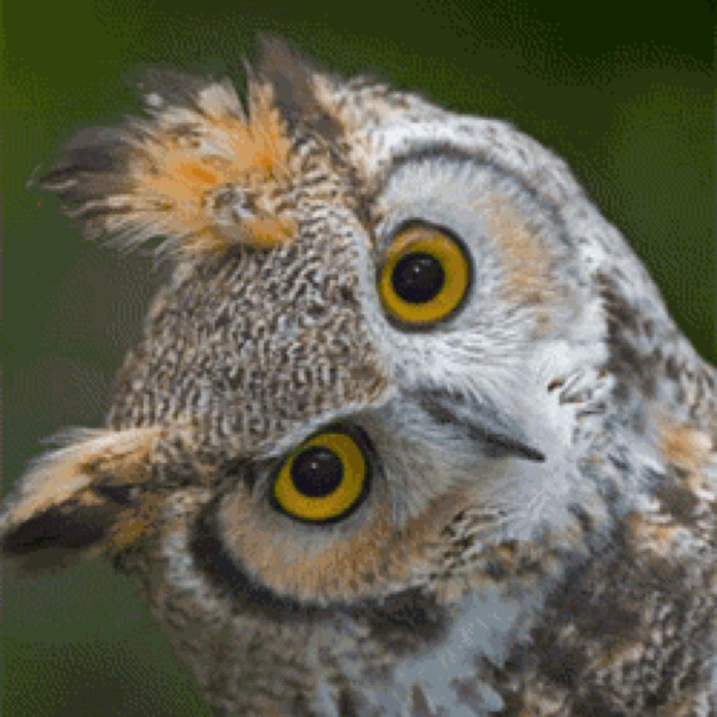 Совы и Жаворонки люди