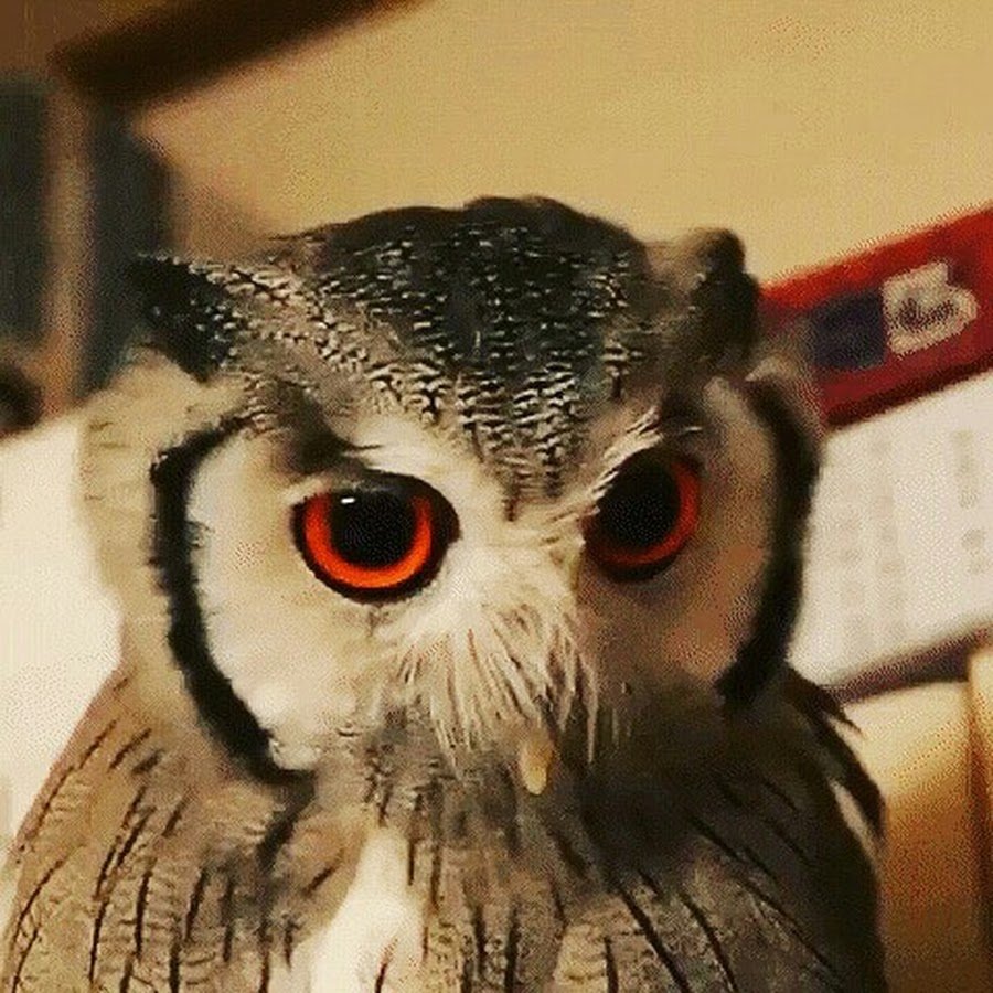 Иллюстрαтор Евгения Соловьева