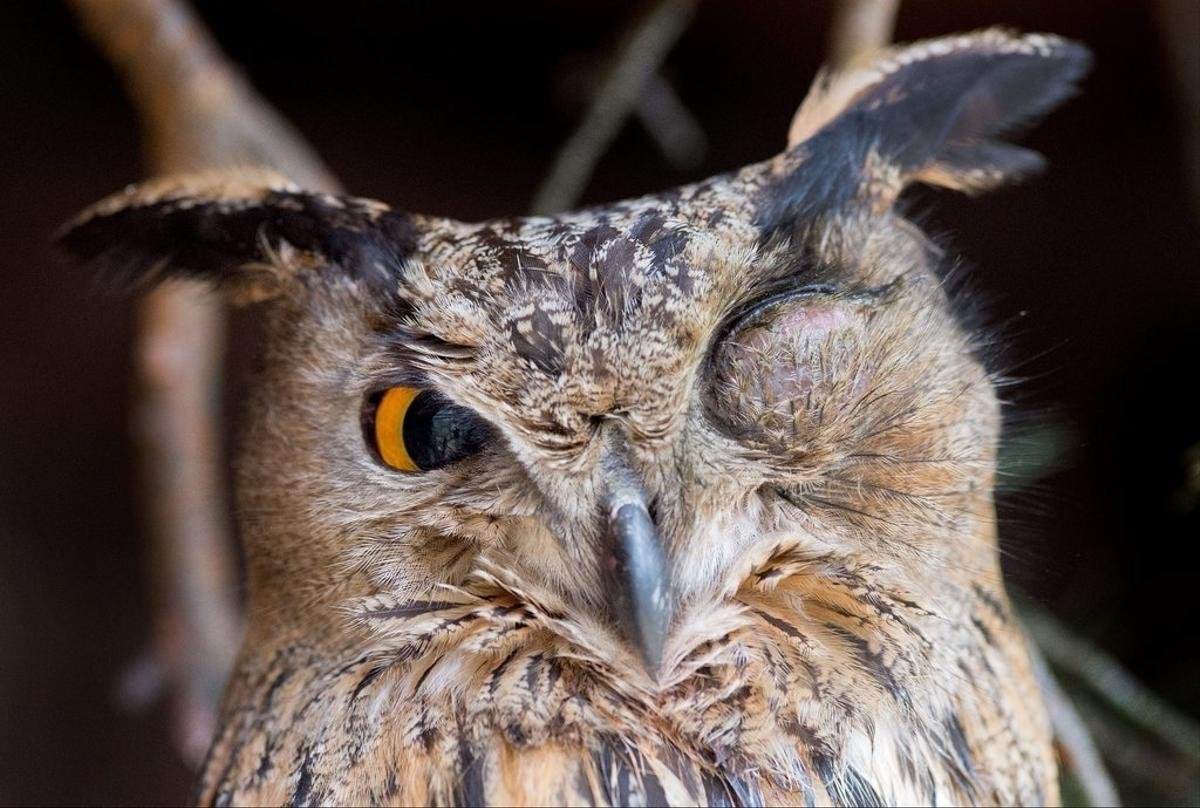 Злая невыспавшаяся Сова