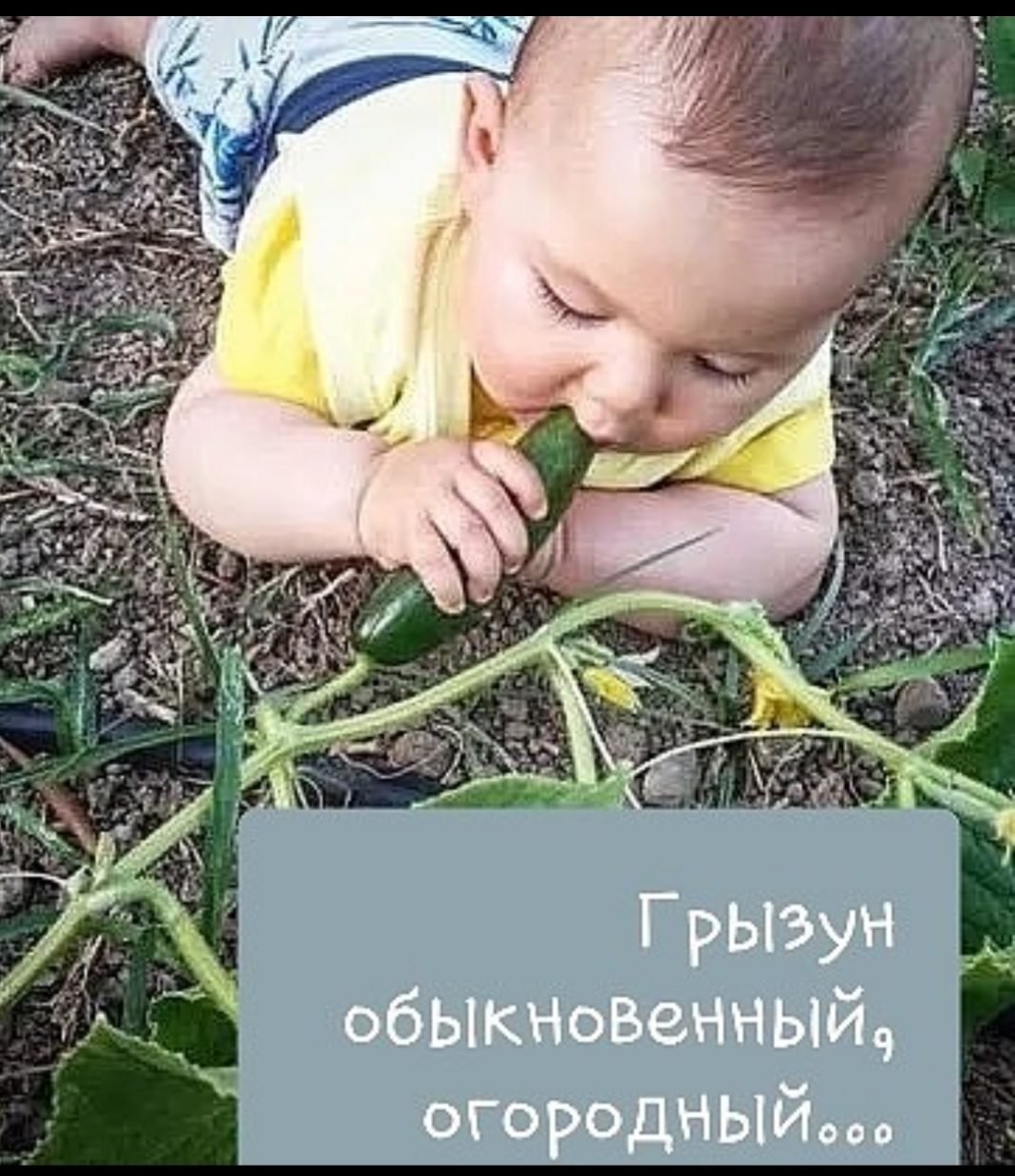 Ах дача дачечка