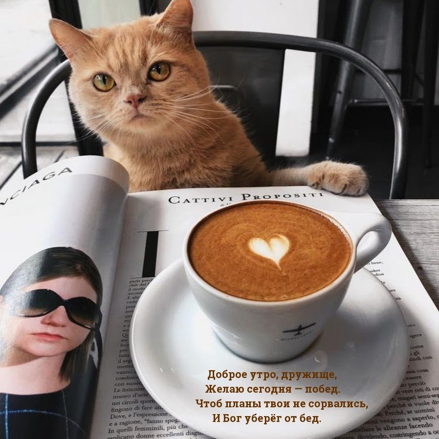 Котик пьет кофе