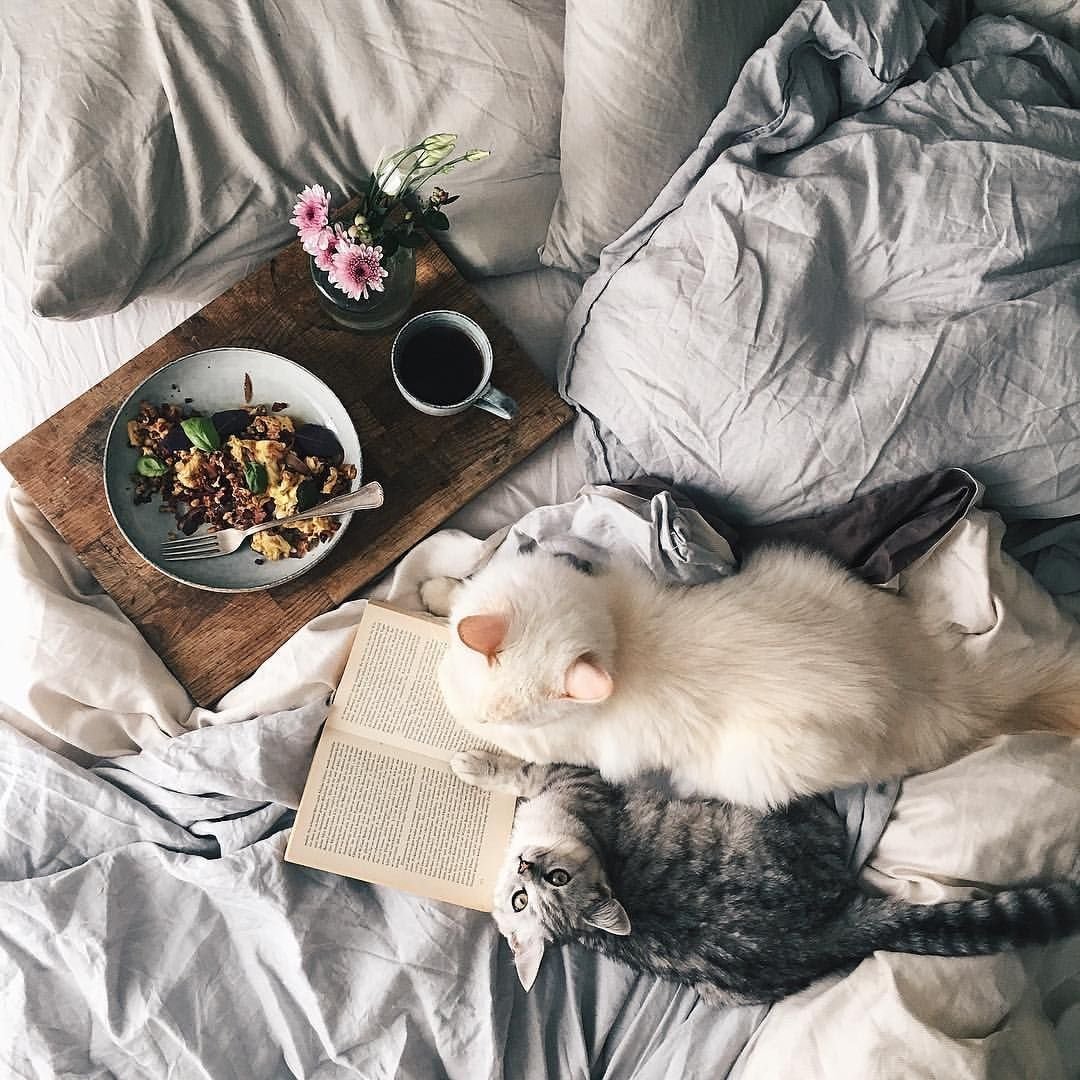 Уютный котик