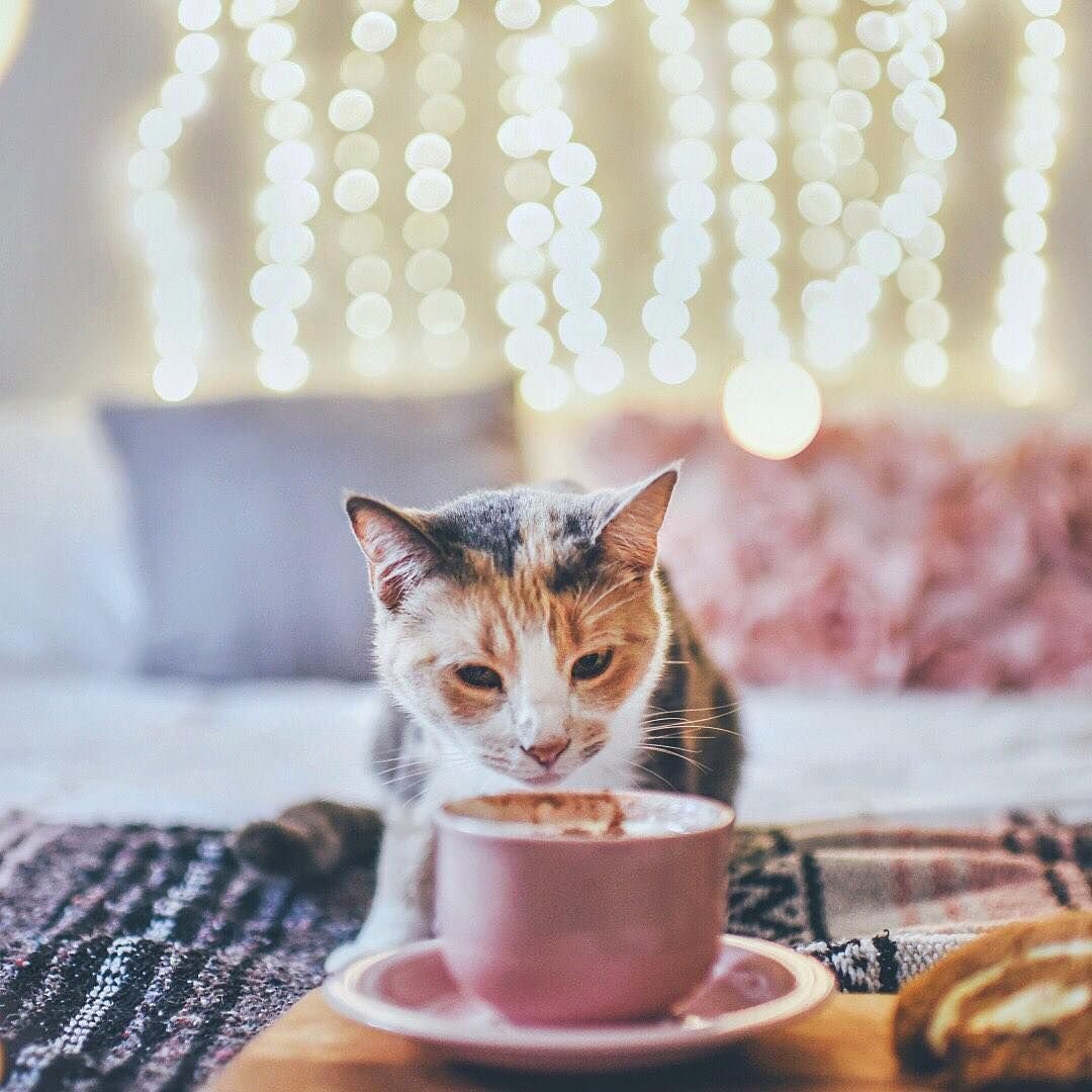 Уютные коты