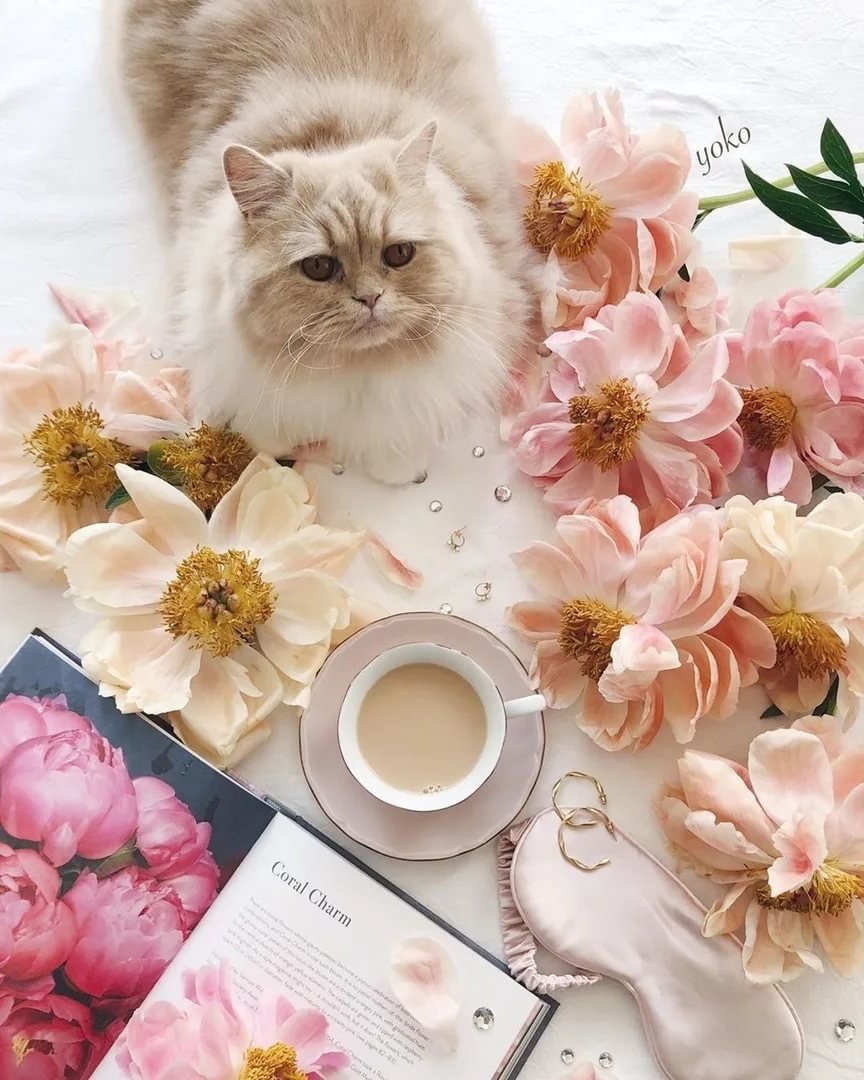 Кофе котик цветы