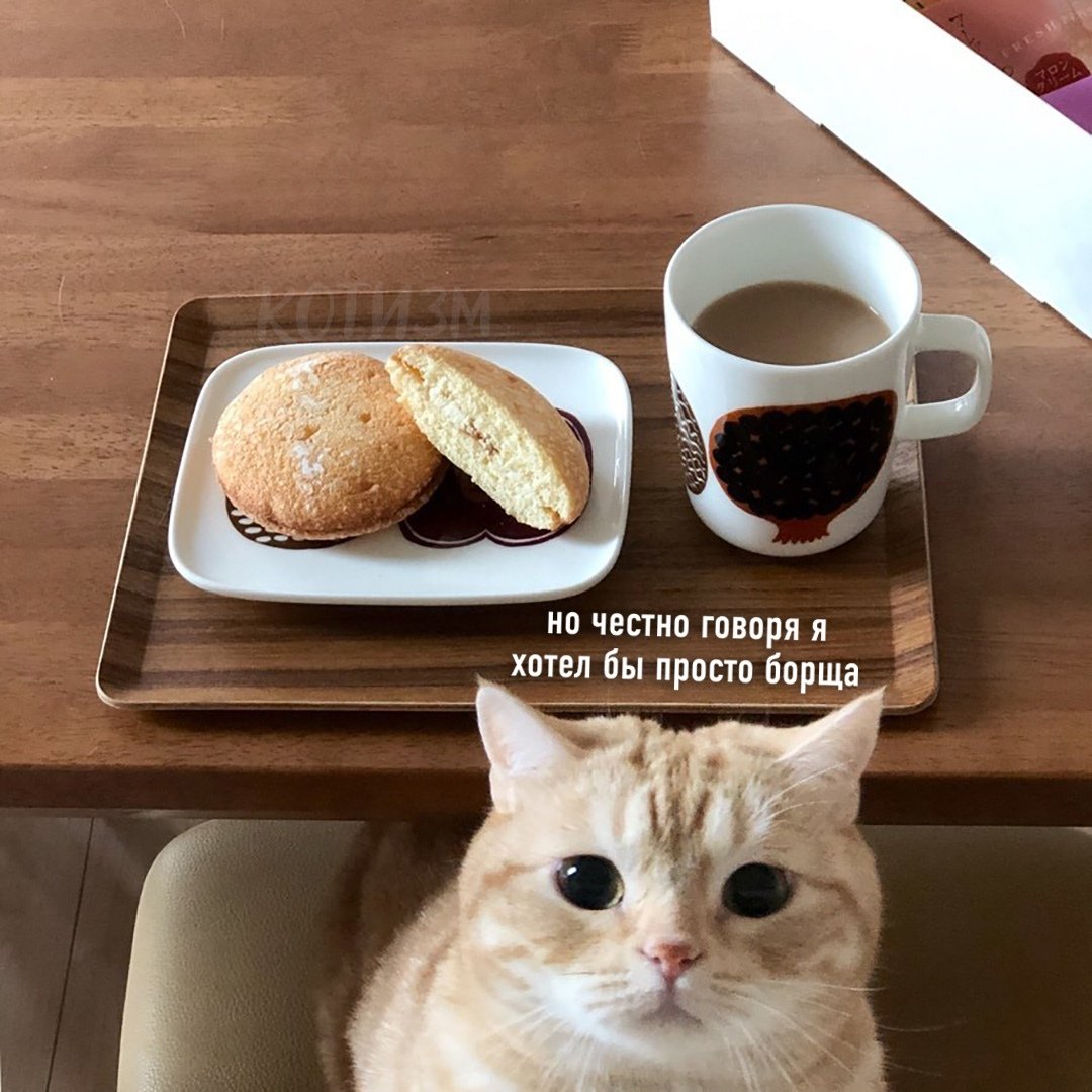 Доброе утро картинки кошки