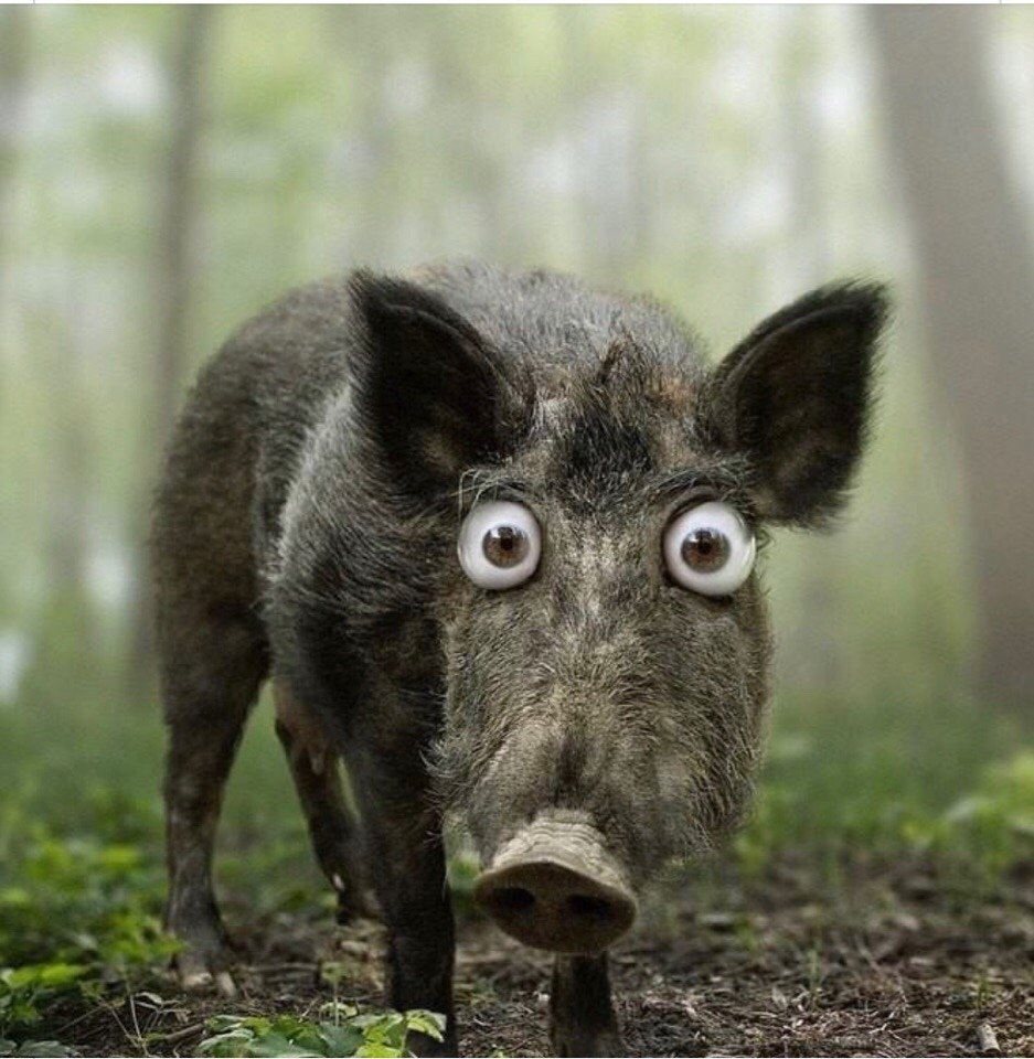 Кабан смешной