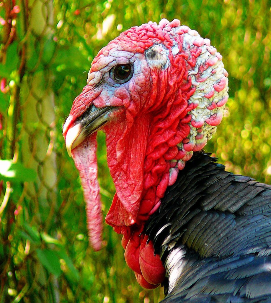 Индейка Северной Америки