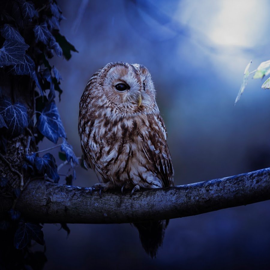 Очень красивая Сова