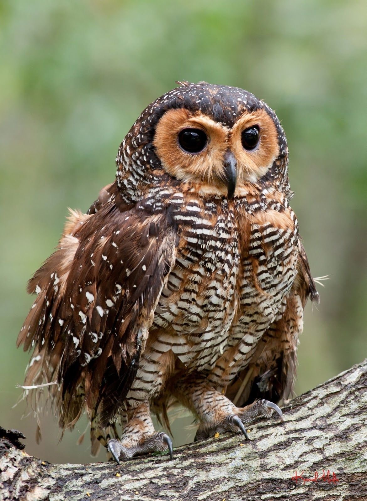 Гигантская Сова