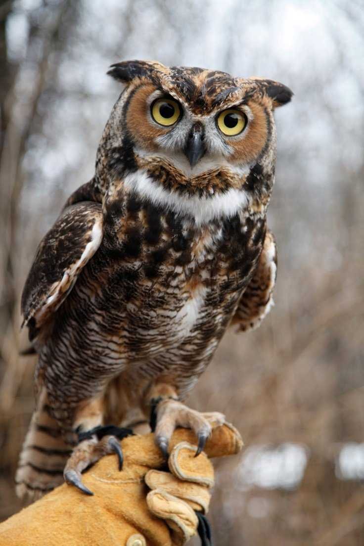 Филин и Сова