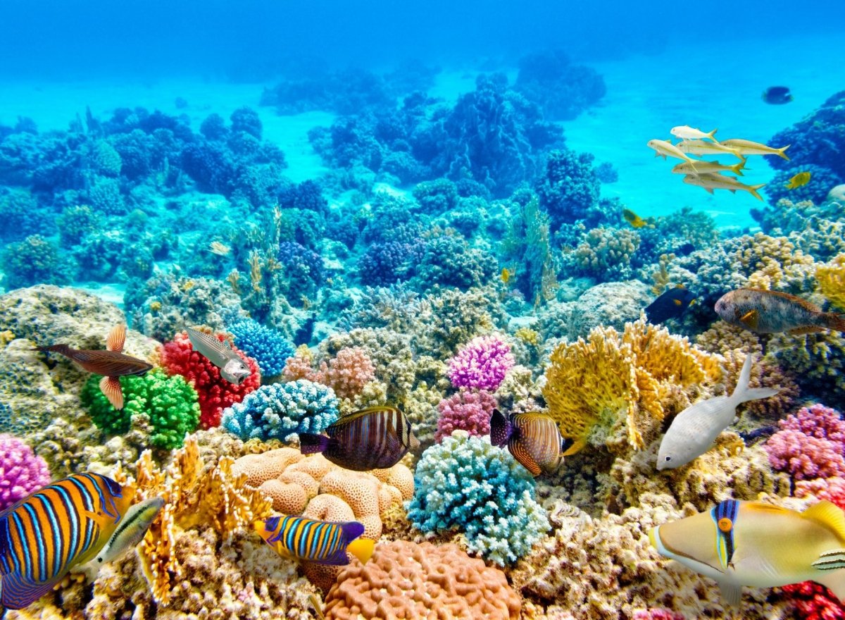 Риф Шарм-Эль-Шейх