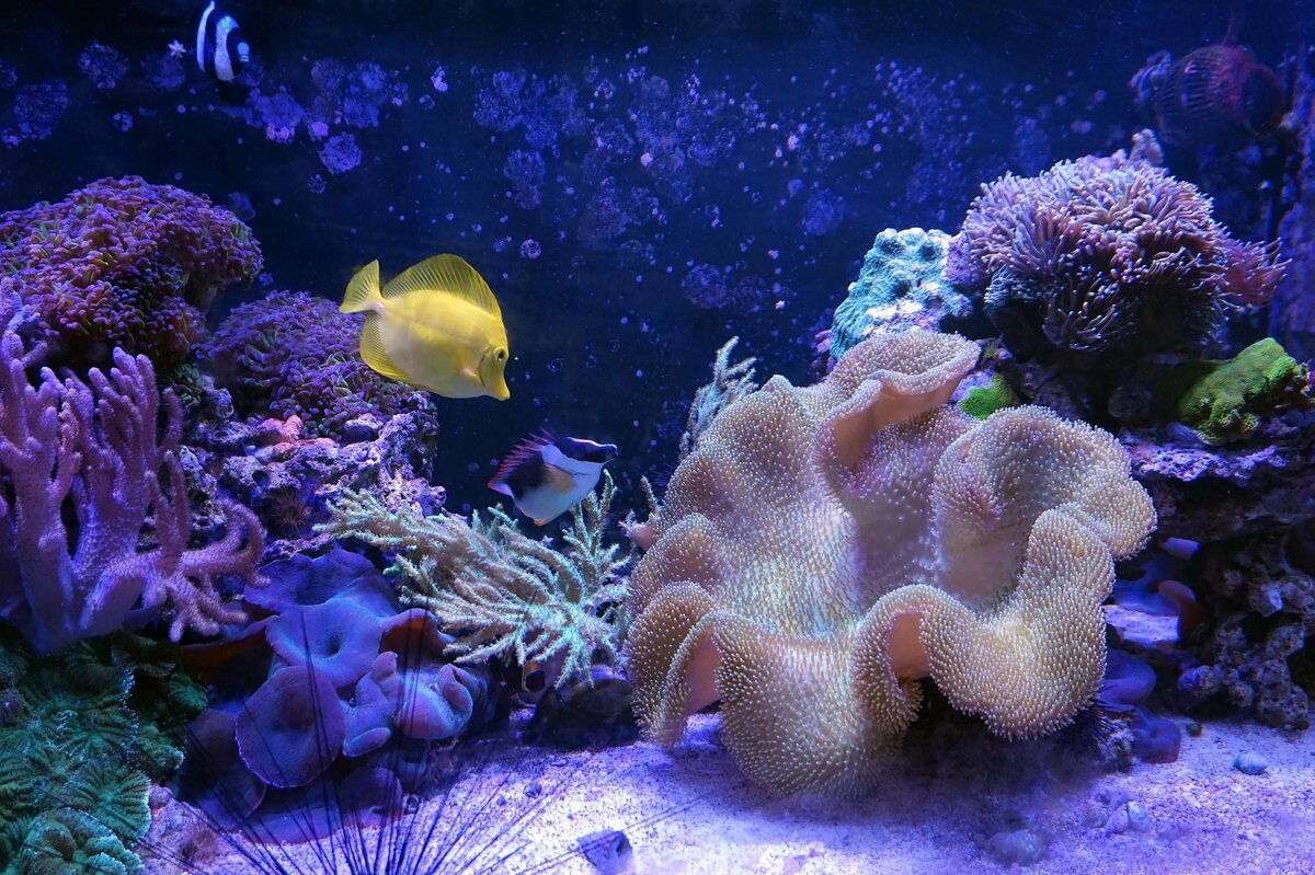 Морские кораллы