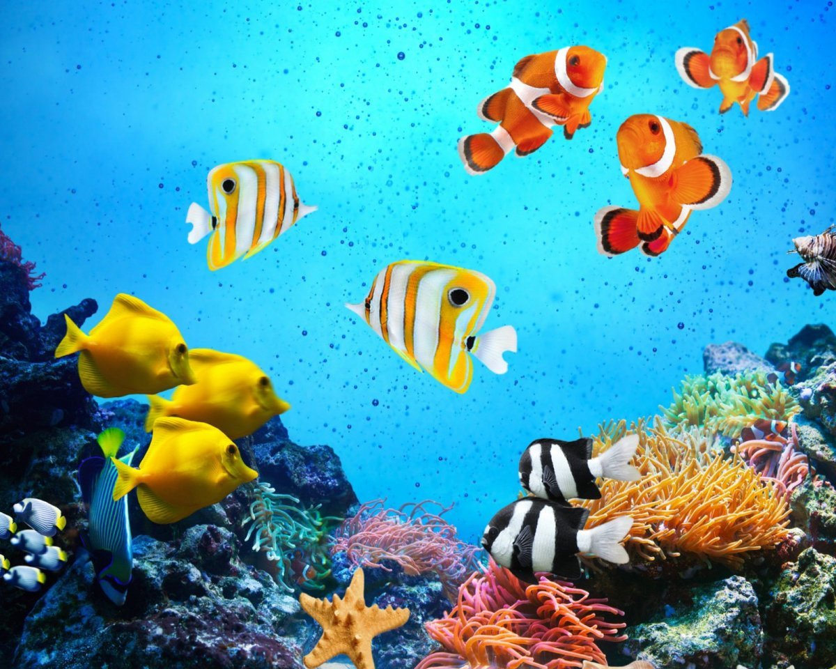 Красивые коралловые рыбки
