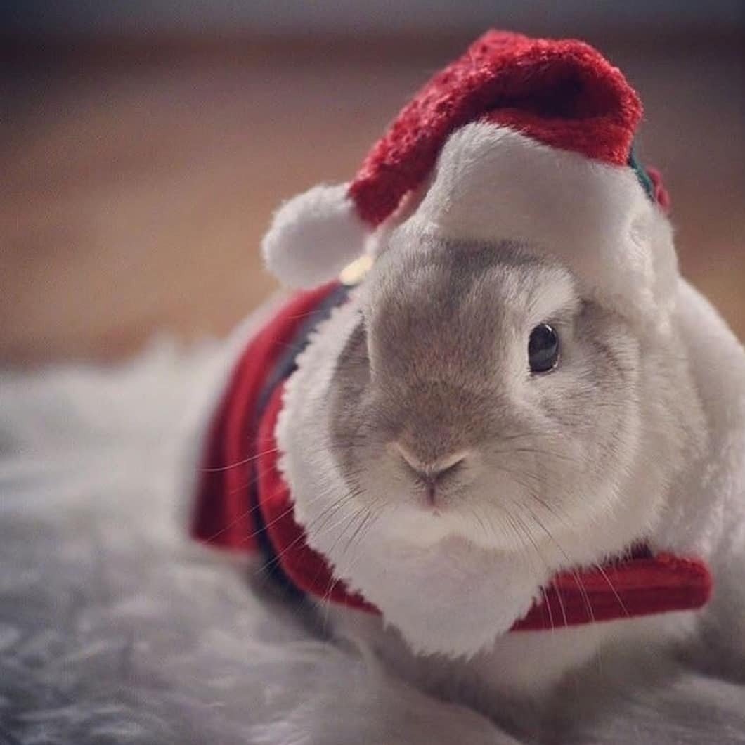 Пушистый Зайка