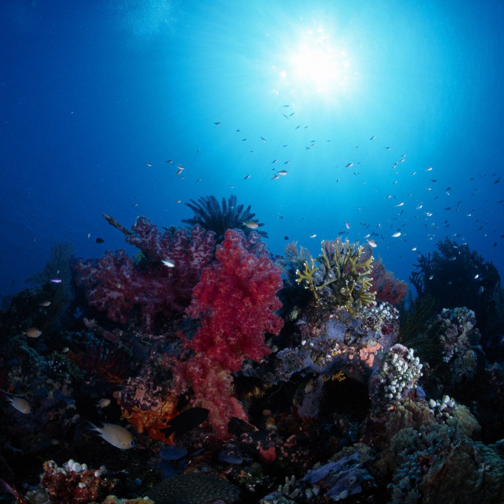 Шарм-Эль-Шейх подводный мир