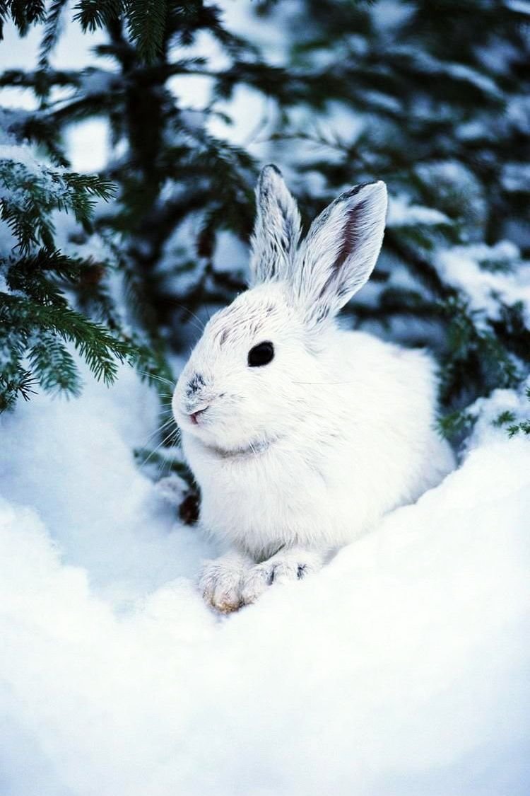 Ричард Макнейл Снегири