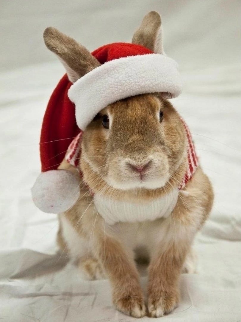 Милые крольчата