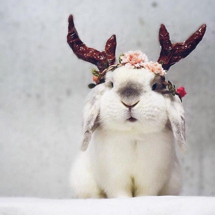 Крольчата Эстетика