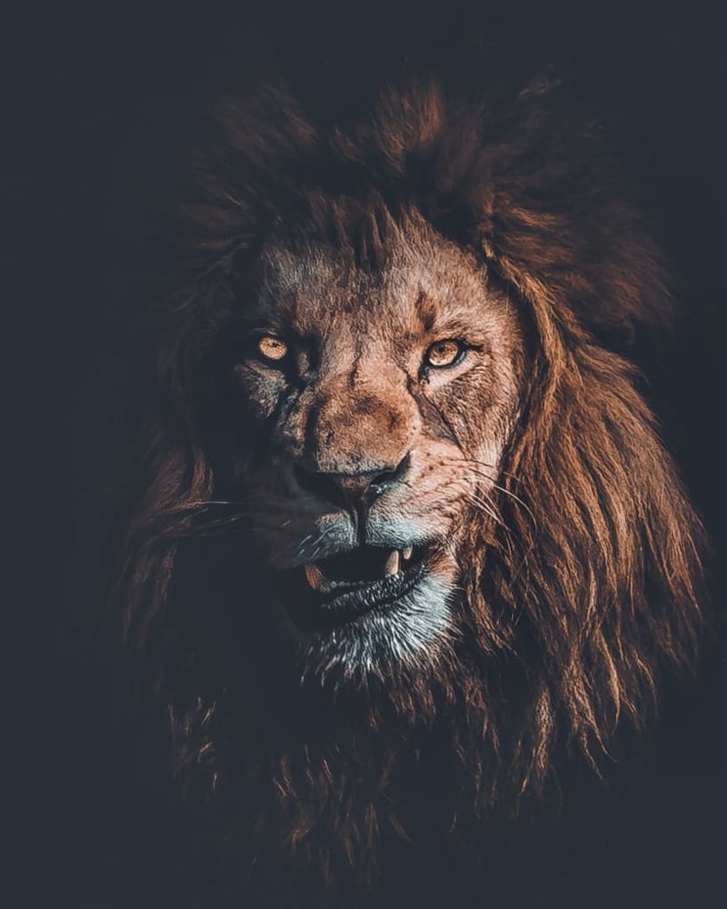 Собака смотрит на палку а Лев