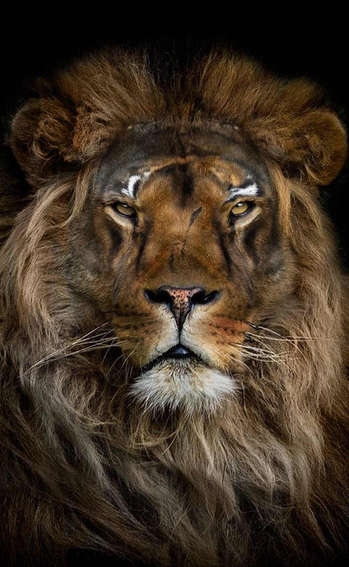 Суровый Лев