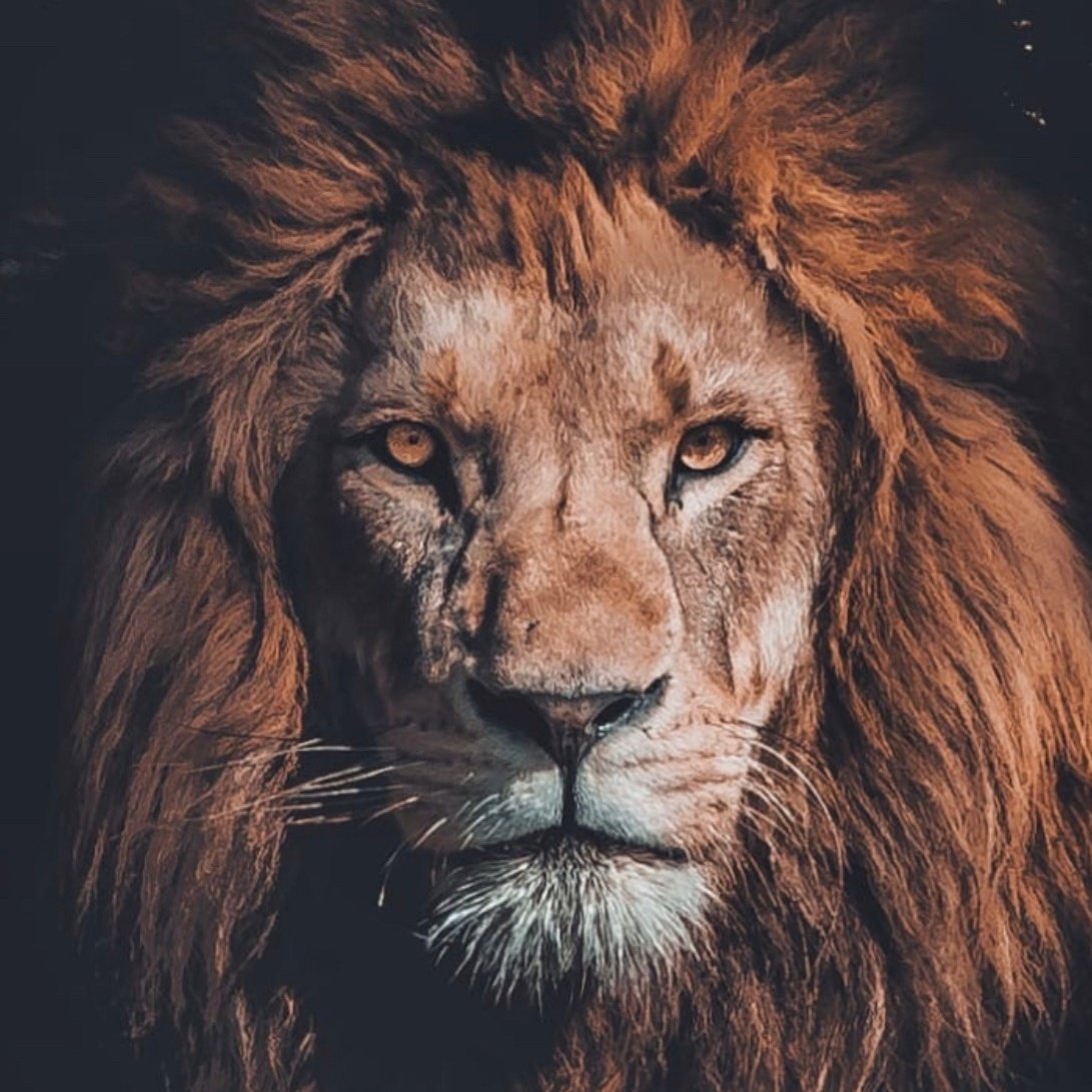 Изображение Льва