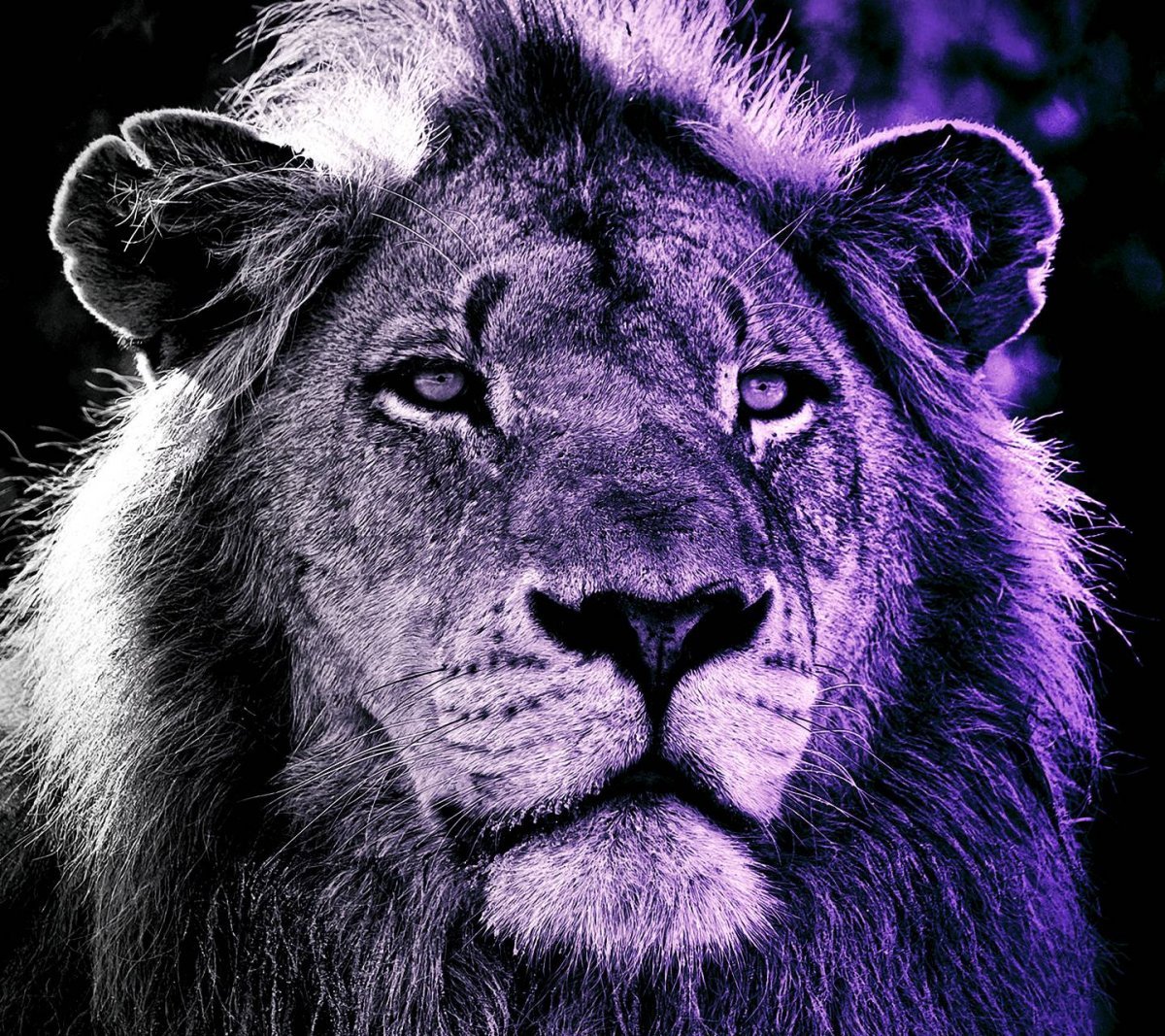 Фиолетовый Лев