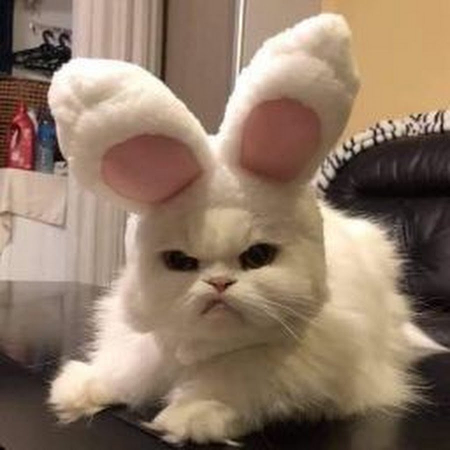 Зайка скучает