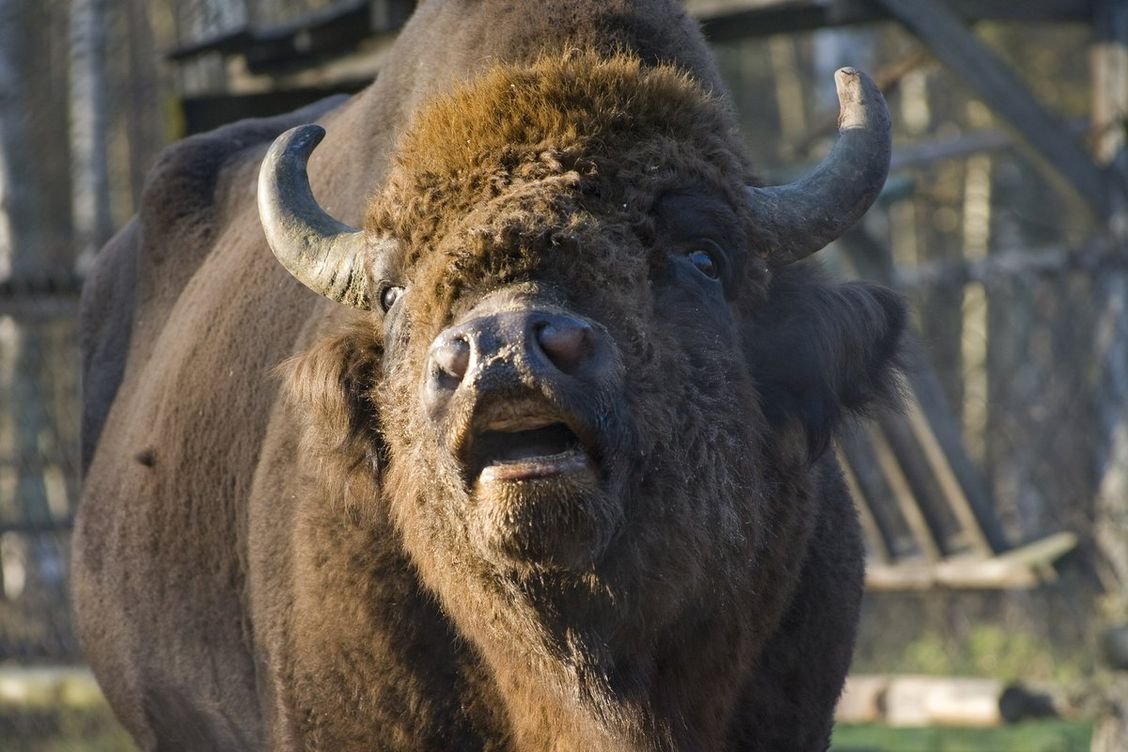 Бизоны в Северной Америке