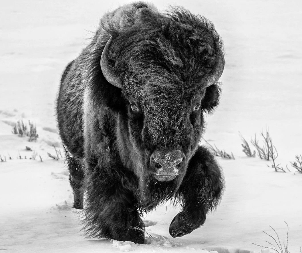 Бизон мультяшный