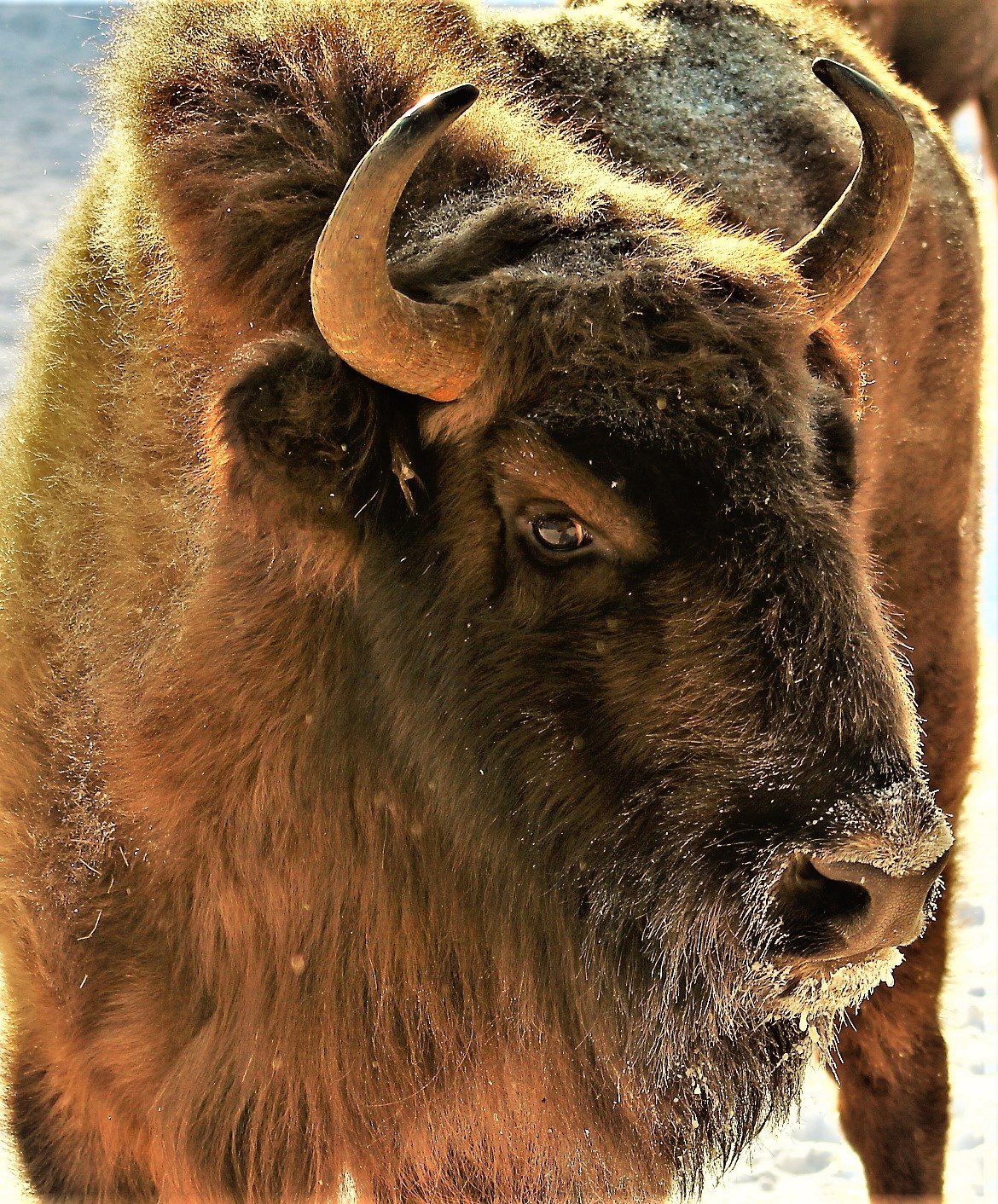 ЗУБР животное фото из Беловежской пущи