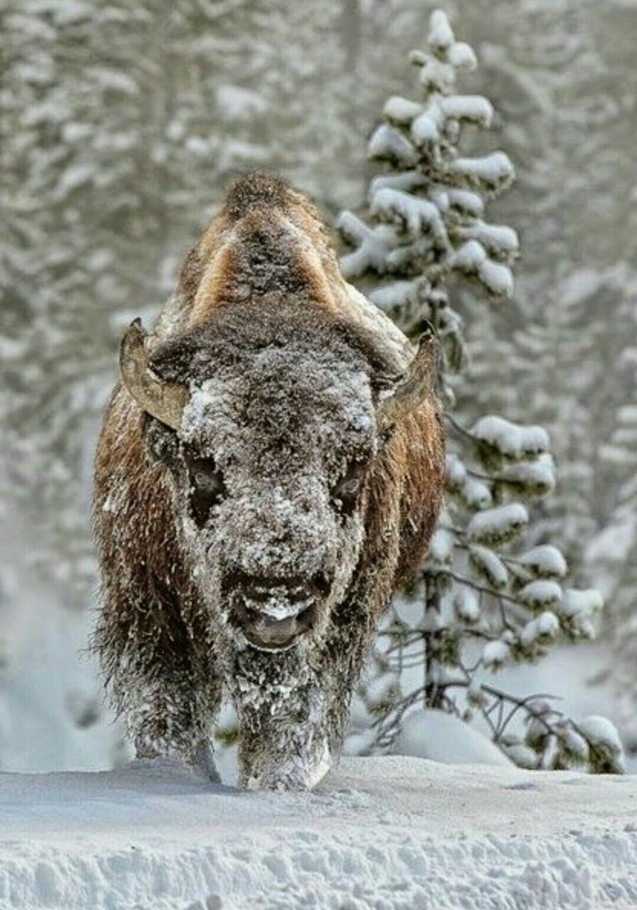 ЗУБР Европейский зимой