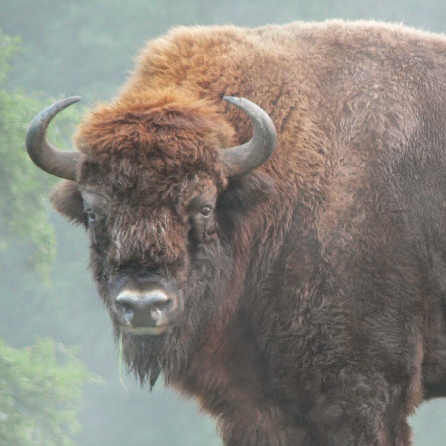 ЗУБР В Роевом ручье