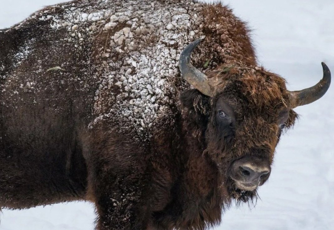 ЗУБР С его зубрятами