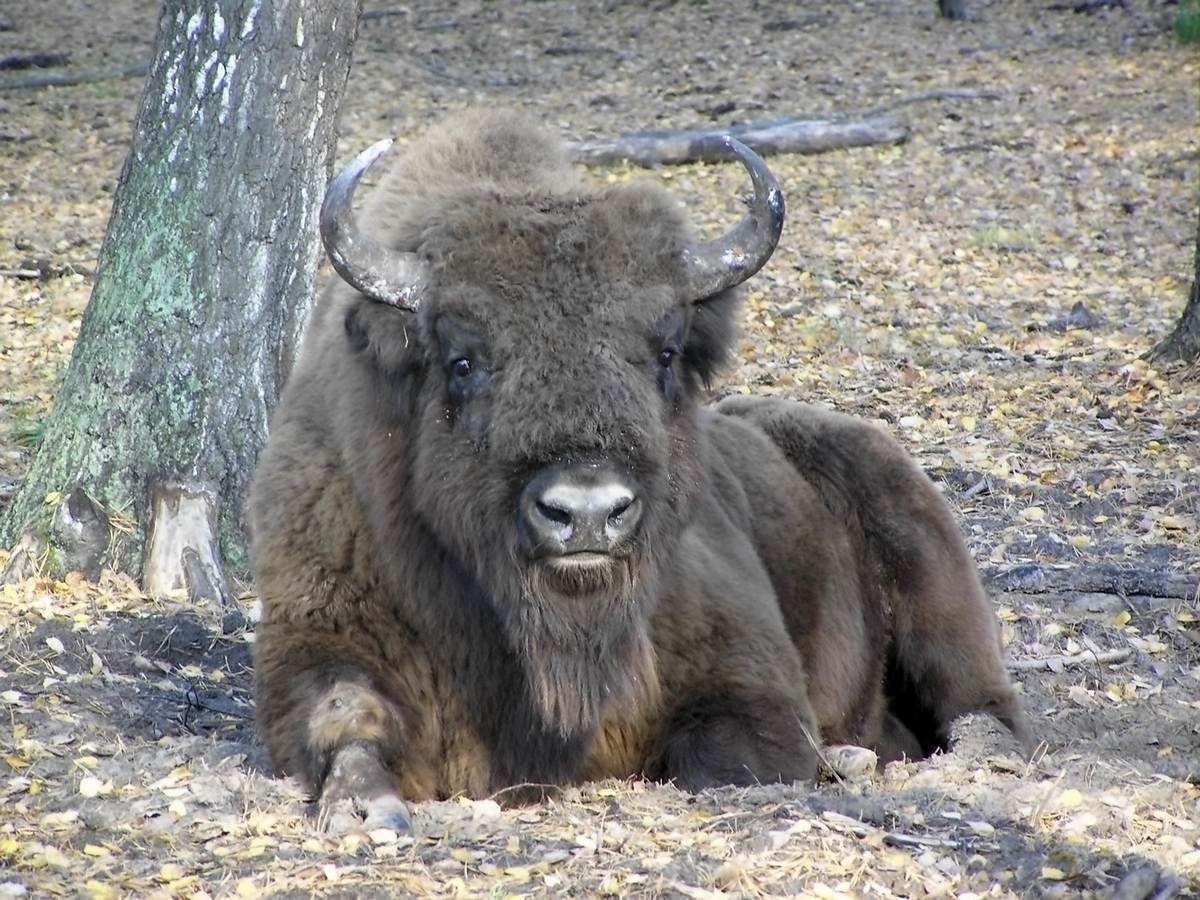 Окский заповедник зубры