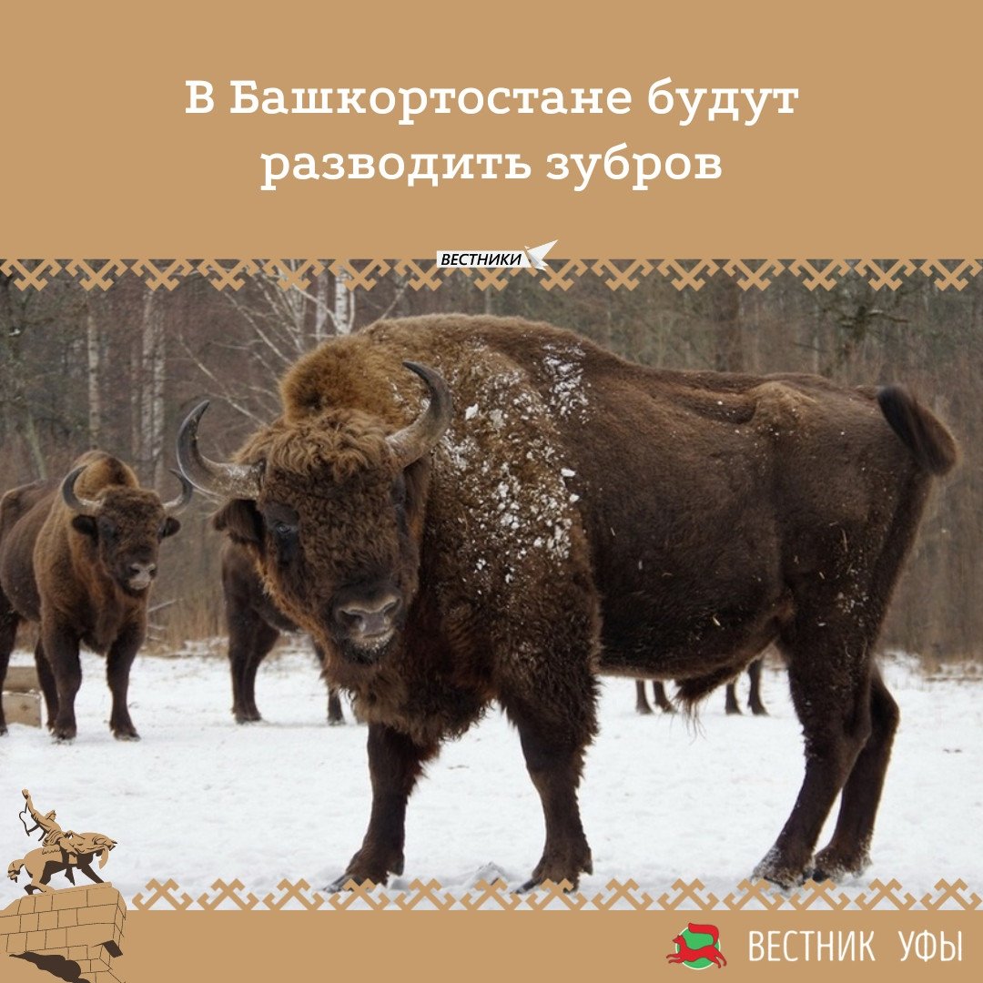 ЗУБР нападает