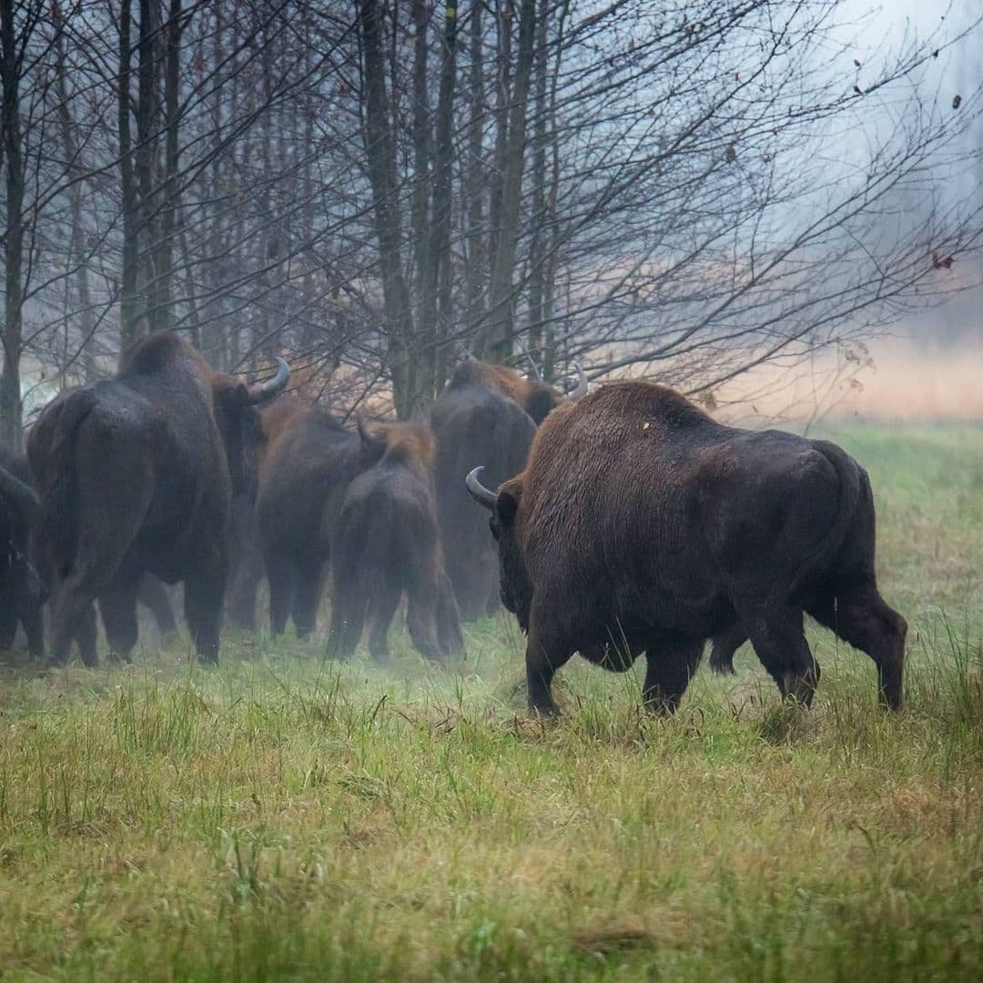 Бизон смешной
