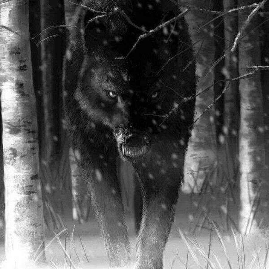 Анубис черный волк