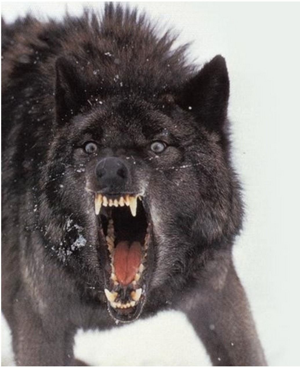 Злой волк фото