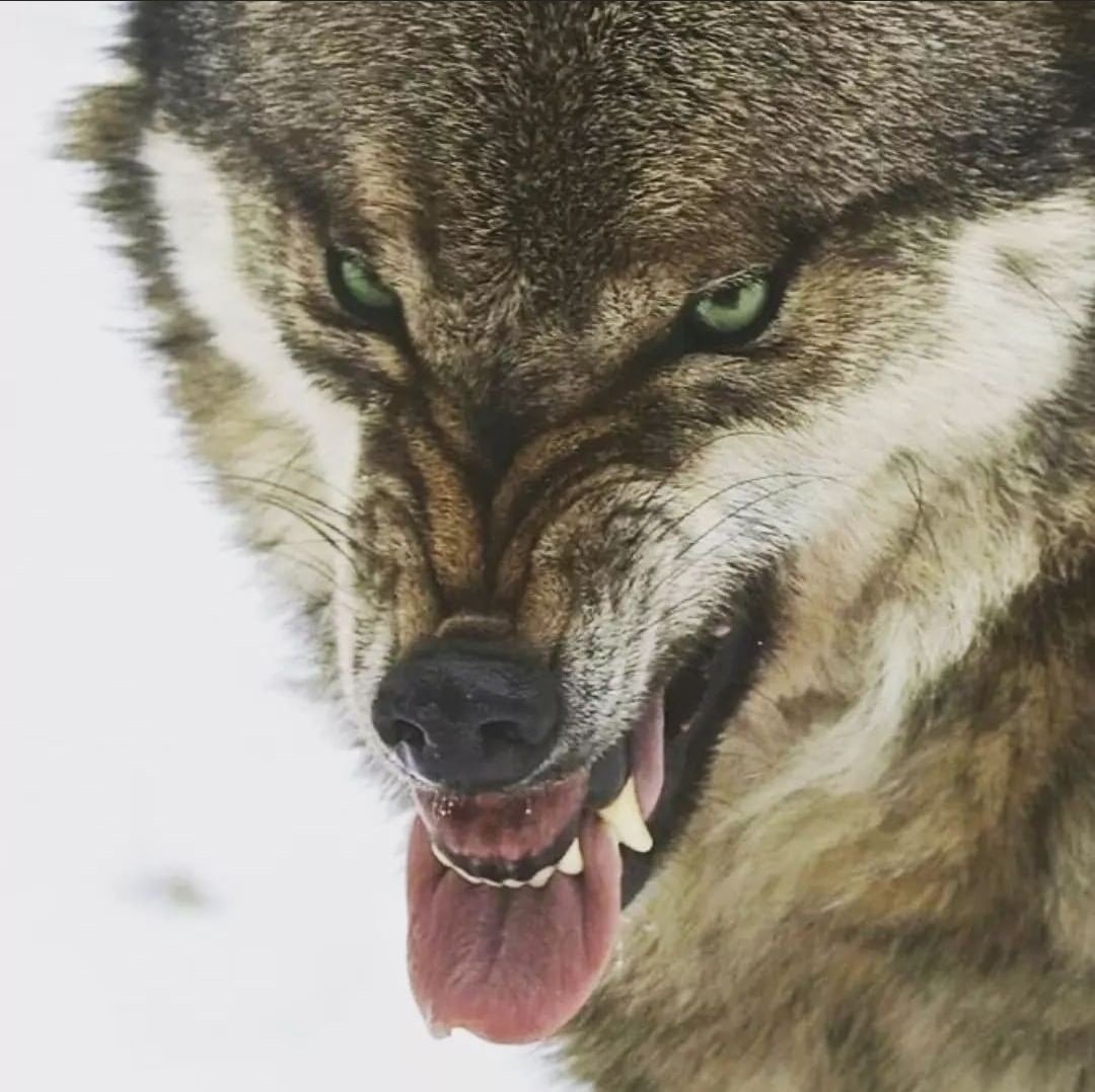 Злой чеченский волк