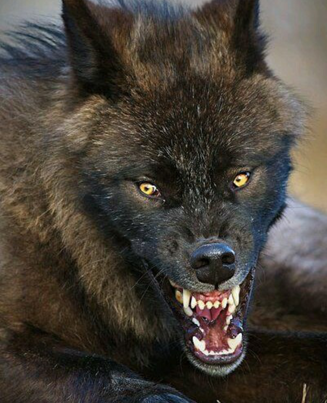 Полярный волк оскал