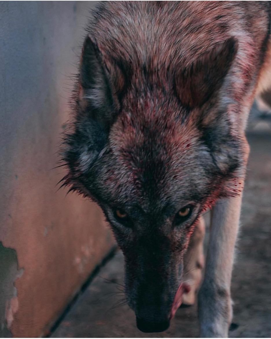 Волк оскал профиль