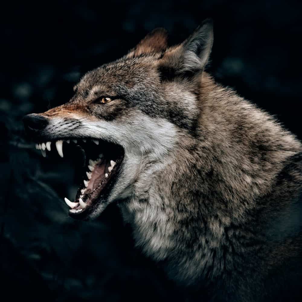 Одинокий волки жестокие