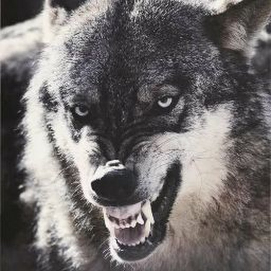 Волкособ оскал