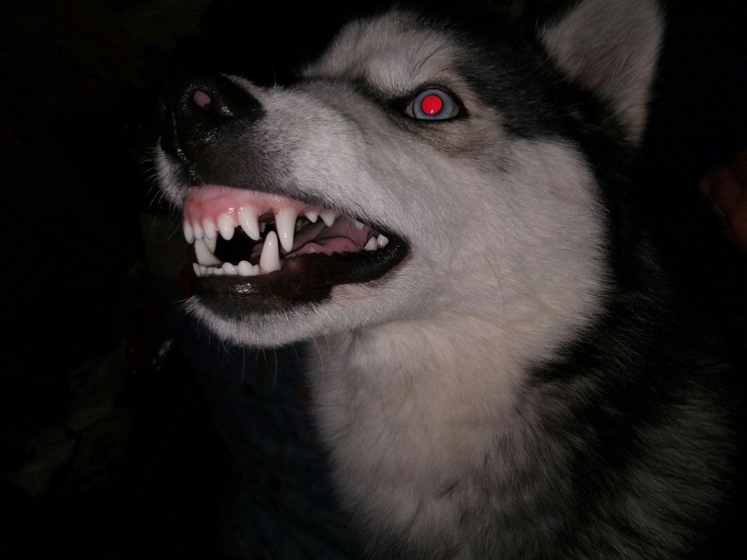 Варг оборотень