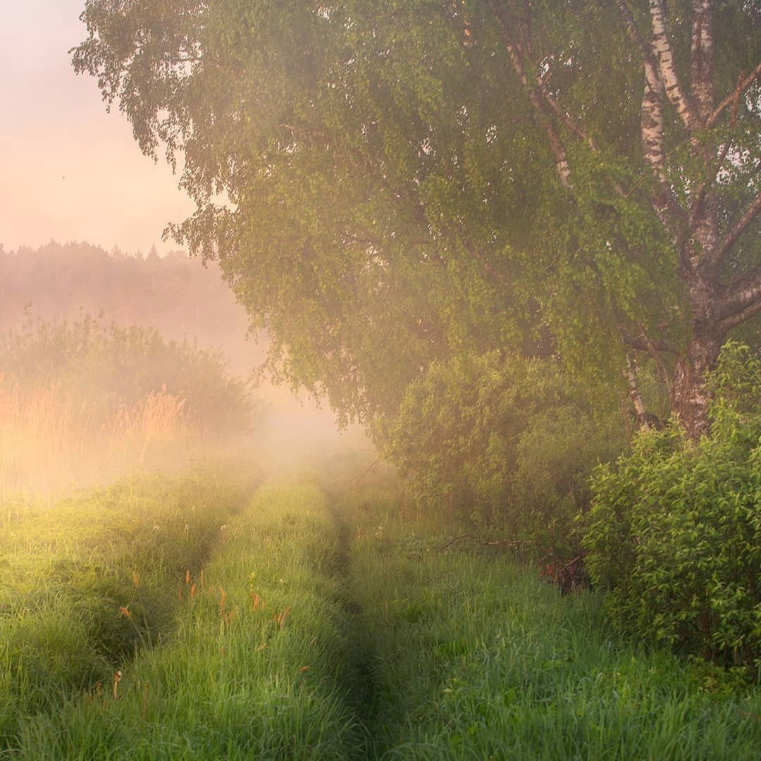 Доброе туманное утро