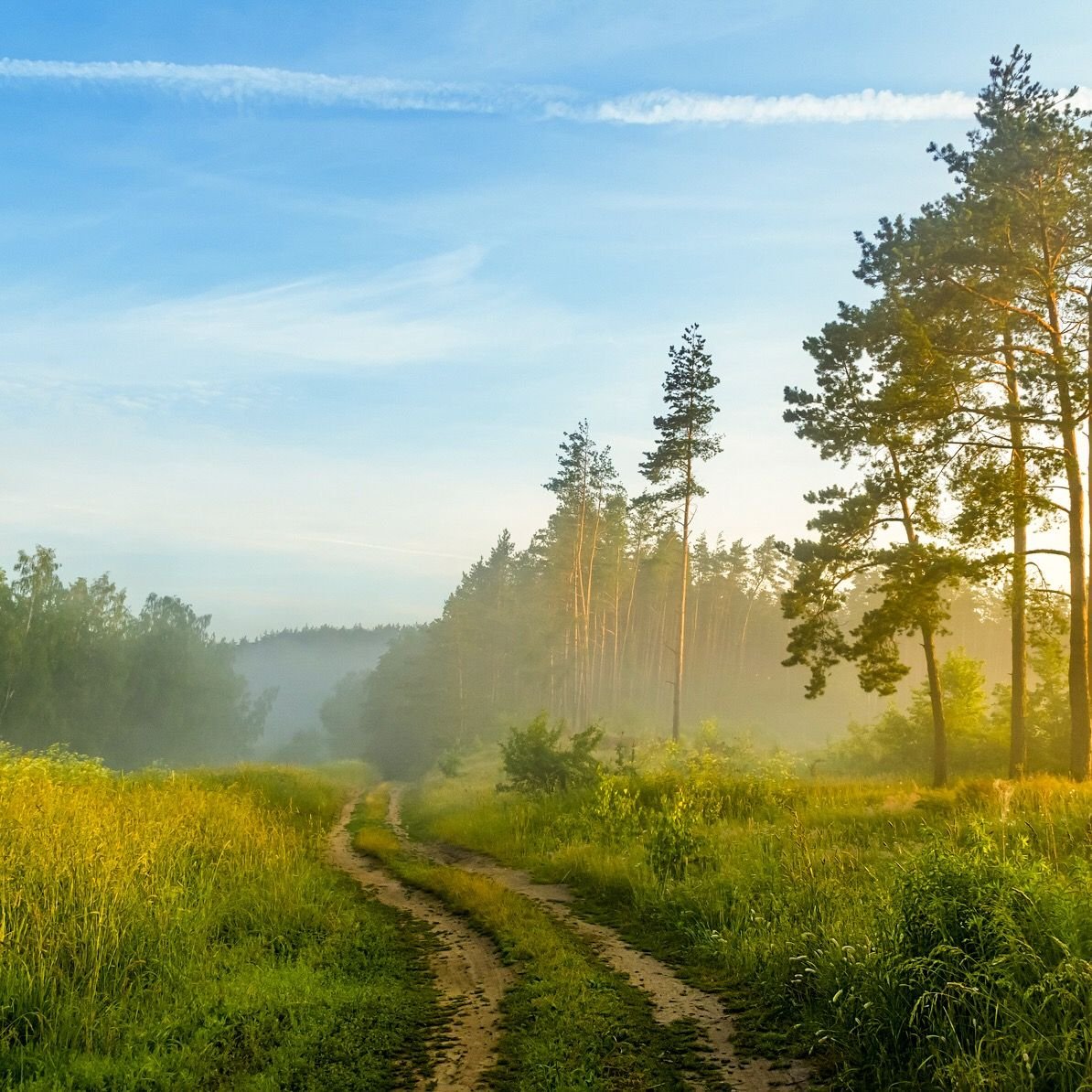 Пейзаж лето