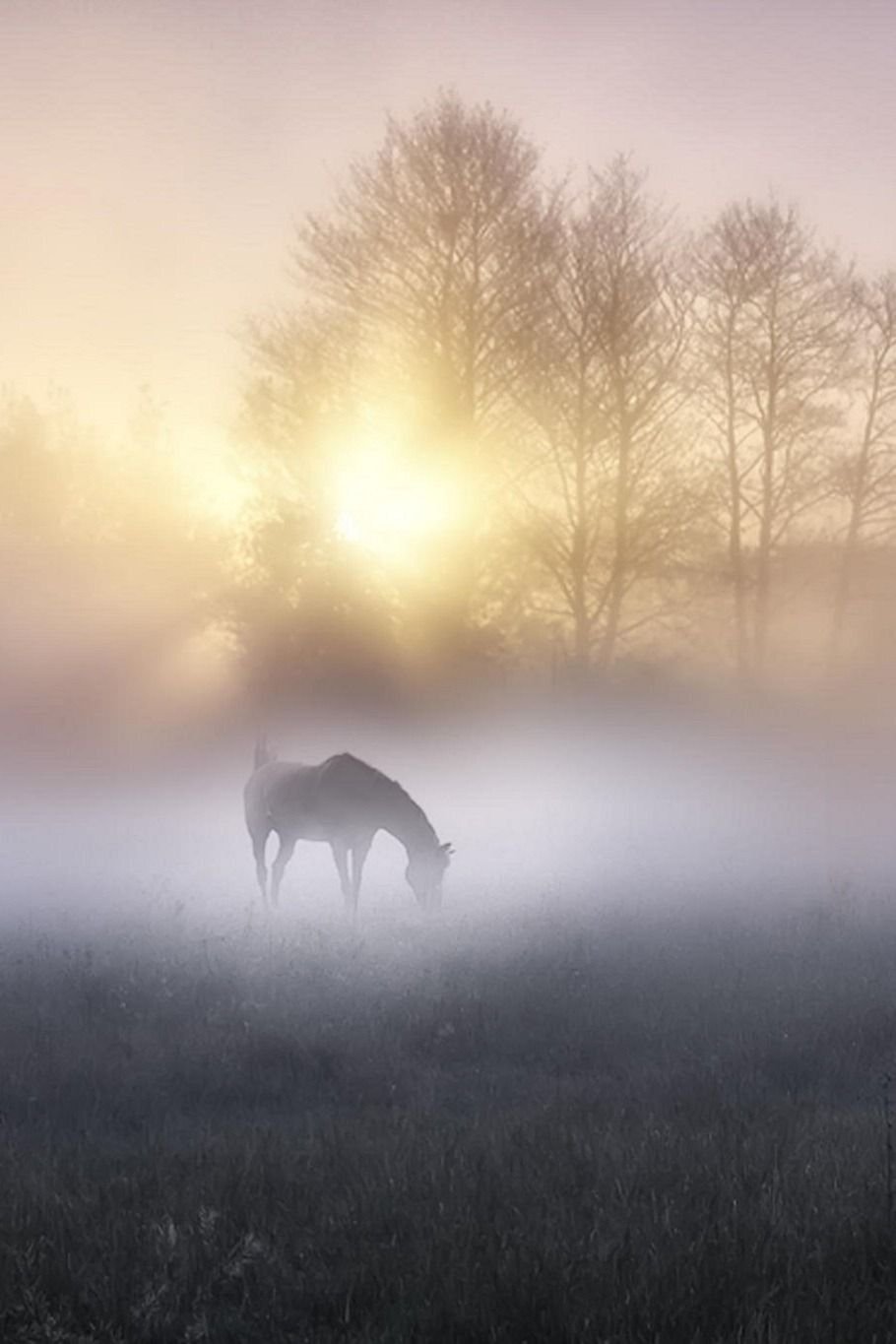 Утренний туман