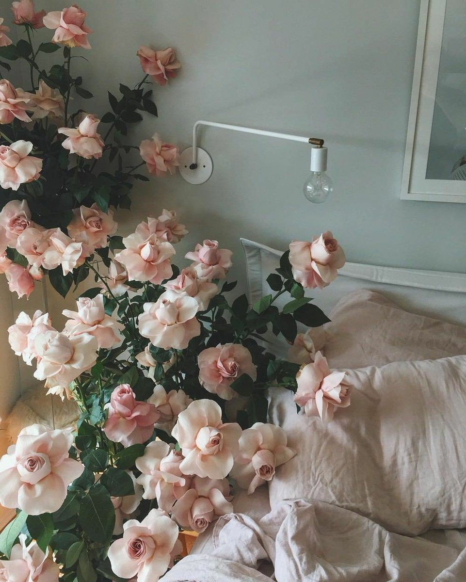 Цветы для эстетики