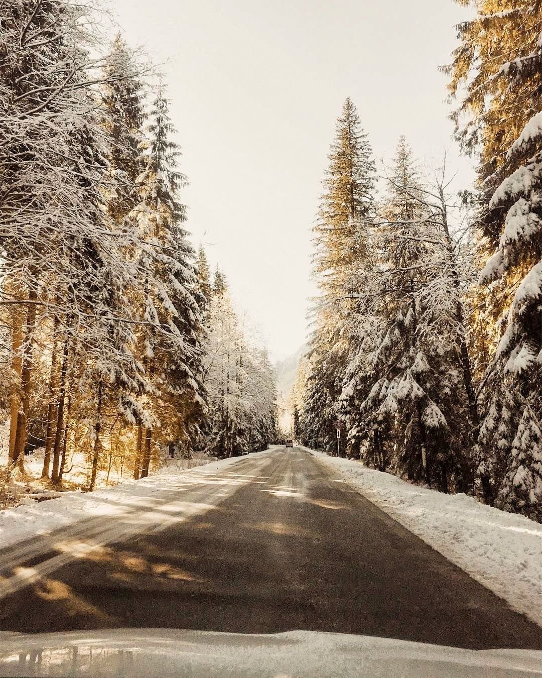 Заснеженная дорога в лесу